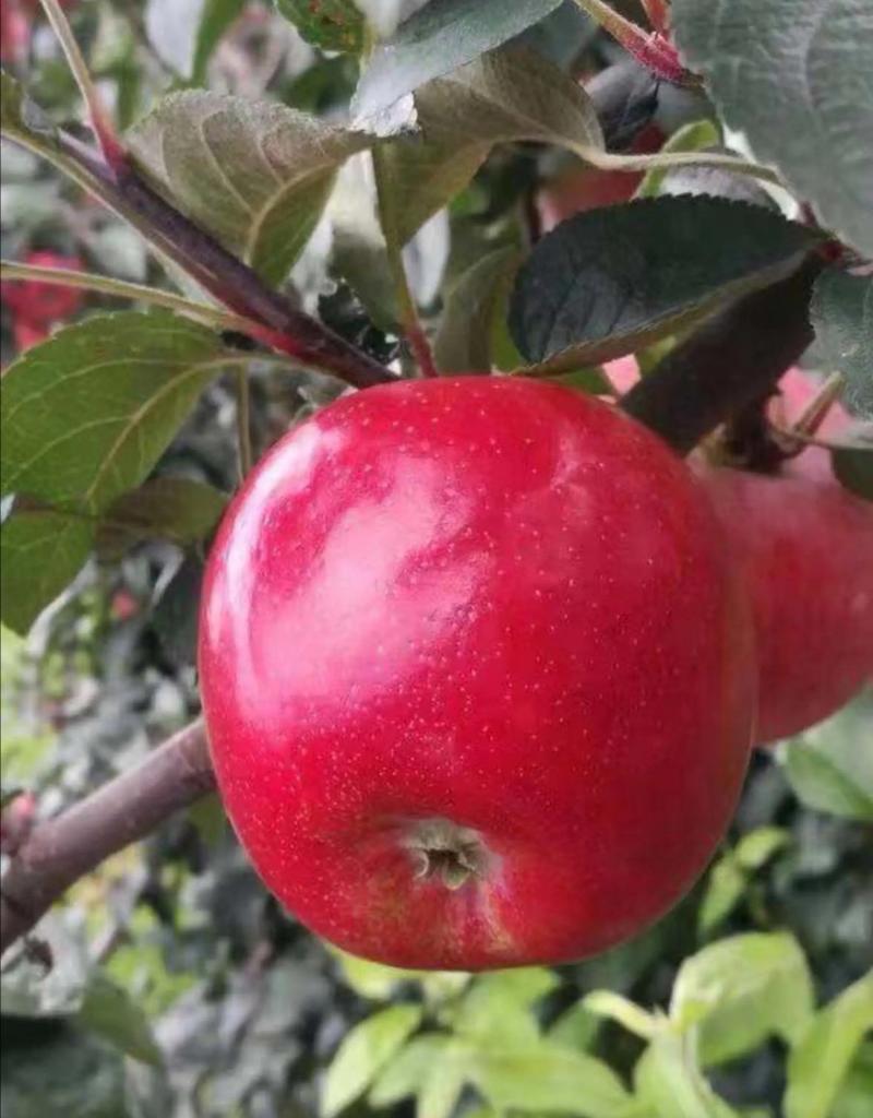 【精选】红肉苹果苗红色之爱苹果苗品种纯正欢迎订购