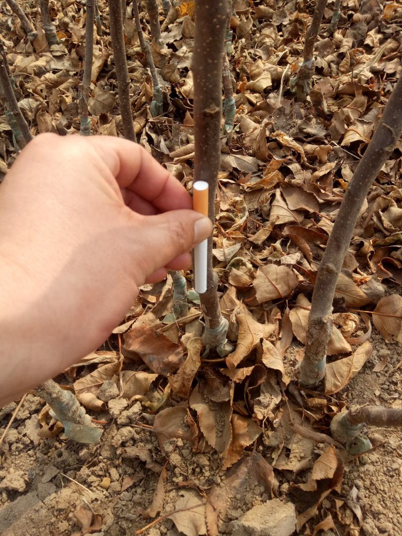【精选】红肉苹果苗红色之爱苹果苗品种纯正欢迎订购