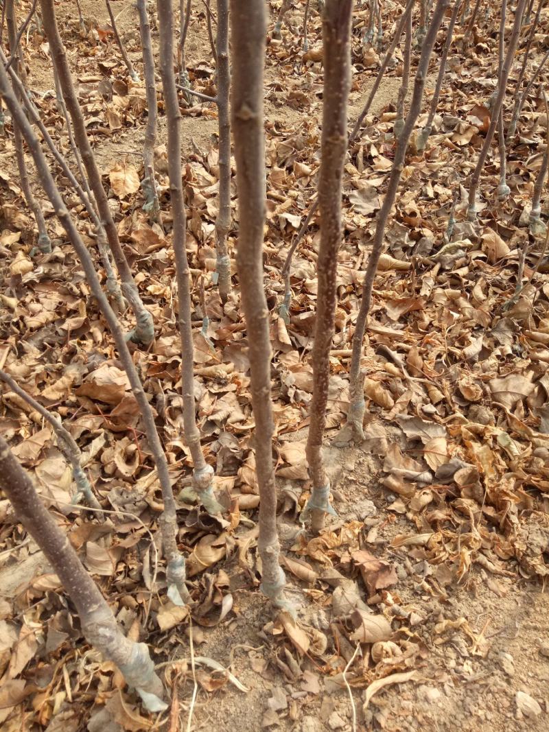 【精选】红肉苹果苗红色之爱苹果苗品种纯正欢迎订购