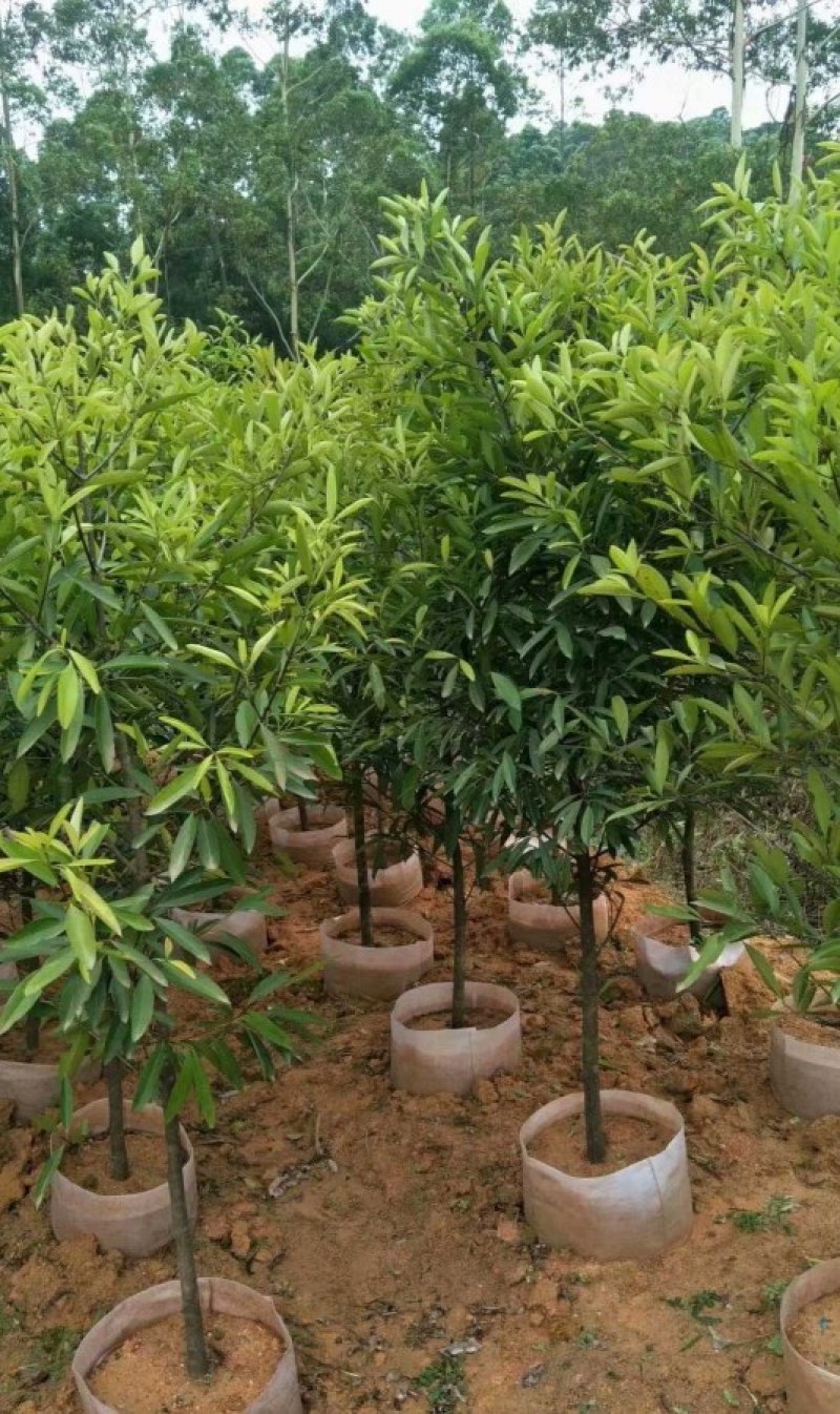 泰国无籽山竹果树苗红肉山竹苗南北方种植四季当年结果