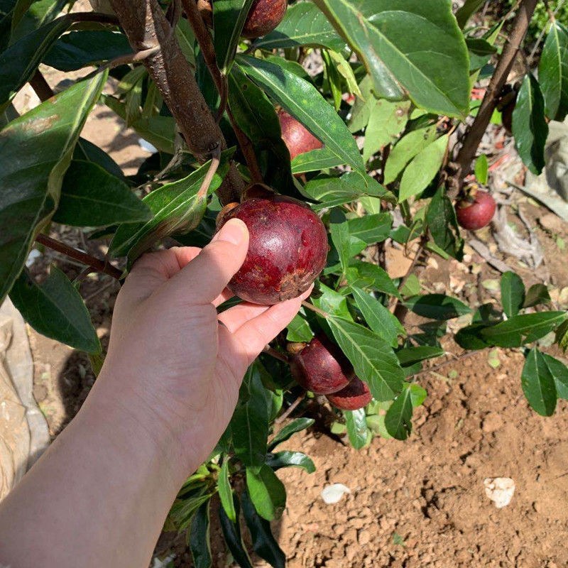 泰国无籽山竹果树苗红肉山竹苗南北方种植四季当年结果