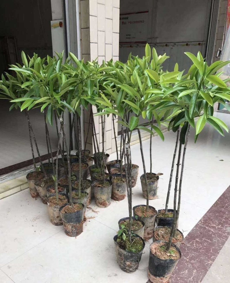 泰国无籽山竹果树苗红肉山竹苗南北方种植四季当年结果