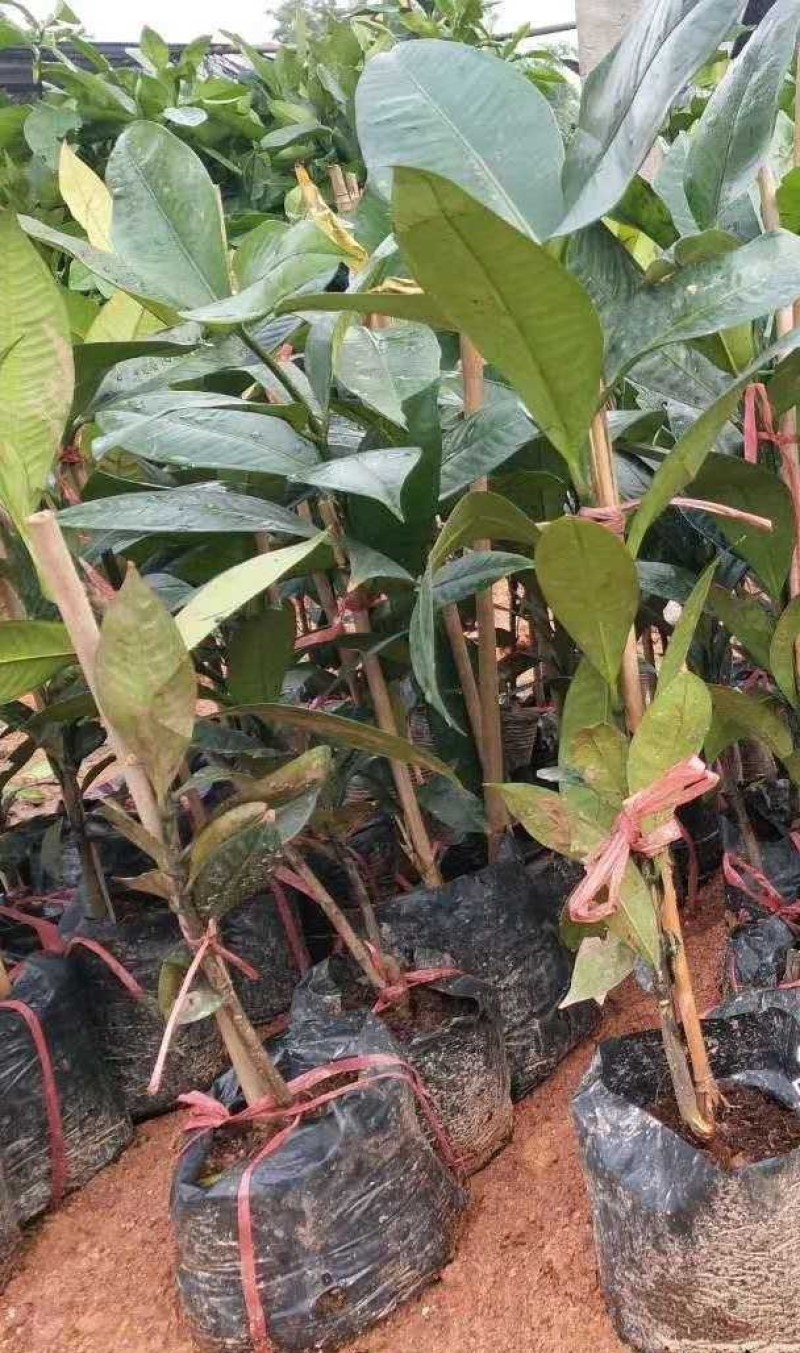 泰国无籽山竹果树苗红肉山竹苗南北方种植四季当年结果