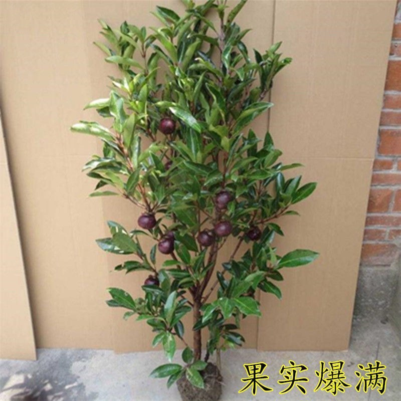 泰国无籽山竹果树苗红肉山竹苗南北方种植四季当年结果