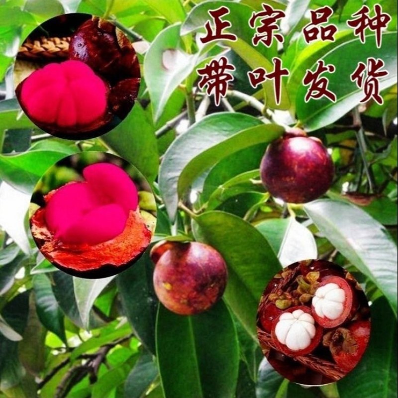 泰国无籽山竹果树苗红肉山竹苗南北方种植四季当年结果
