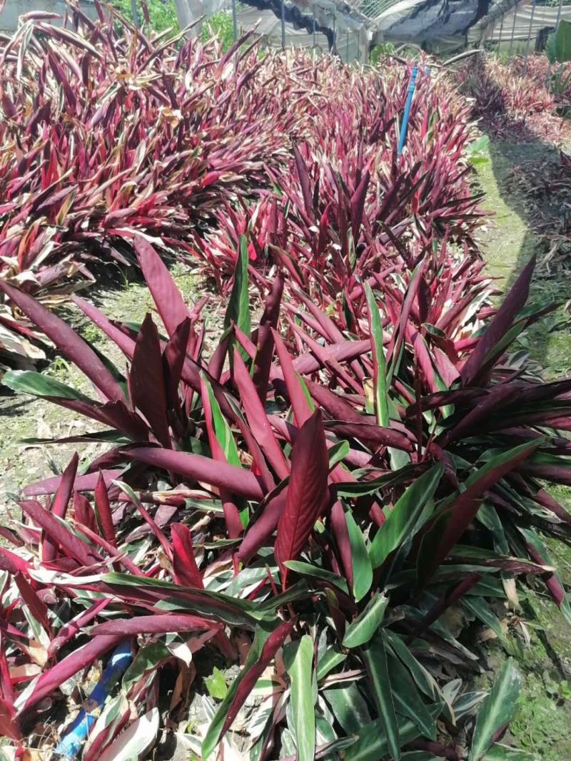 紫背竹芋双色杯杯苗价格多少，紫背竹芋成都基地实拍