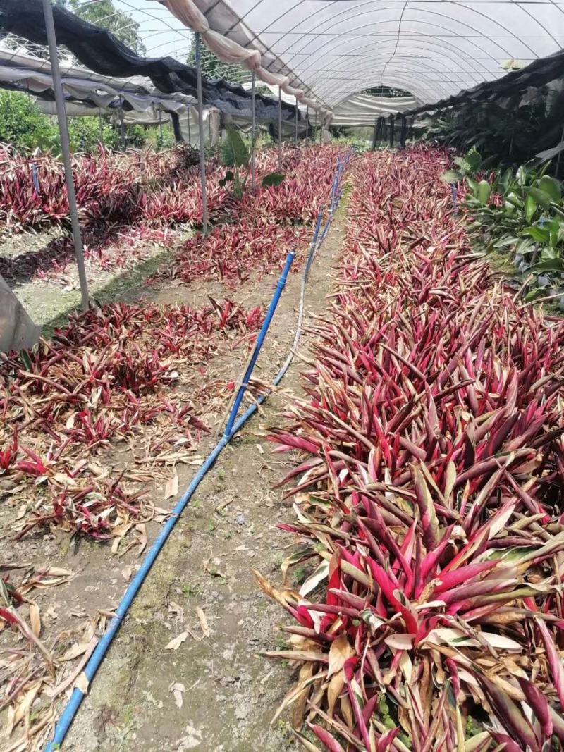 紫背竹芋双色杯杯苗价格多少，紫背竹芋成都基地实拍