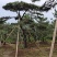 造型松，景观松，大型古松造型黑松造型油松