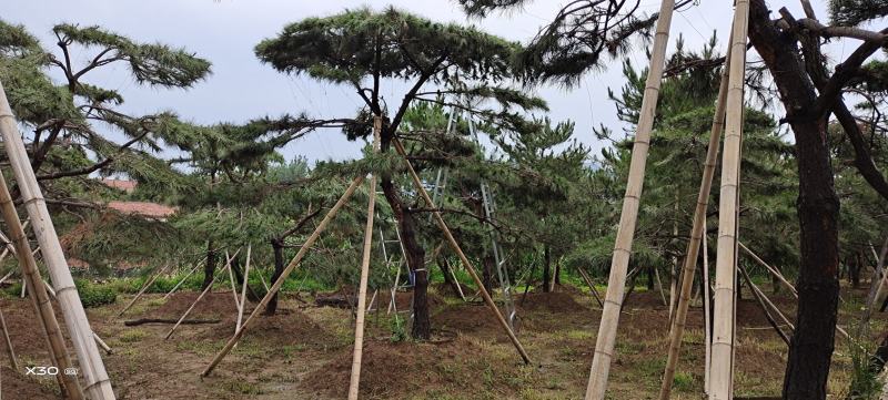 造型松，景观松，大型古松造型黑松造型油松