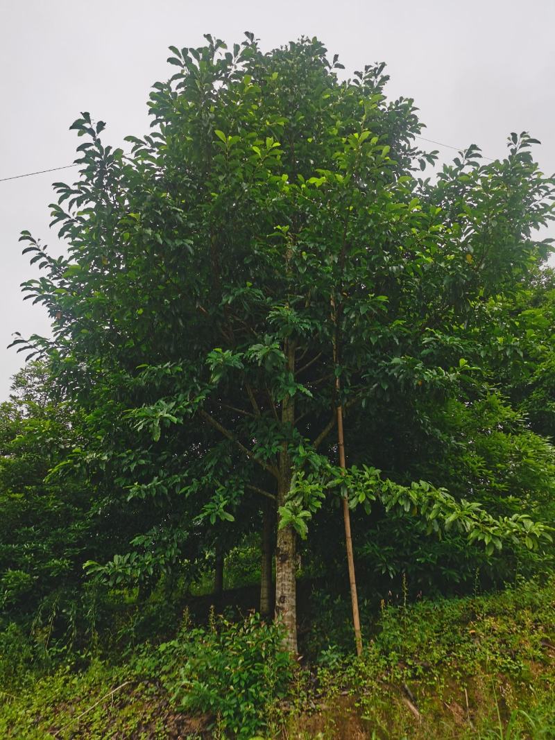 大量供应，乐昌含笑，含笑，基地发货大量批发