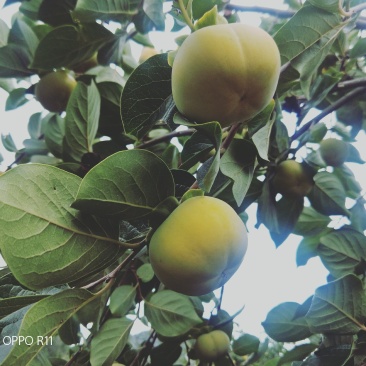 甜柿，等你来一起分享。自产自销，甜脆无农残，量大价优。