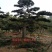 造型油松造型黑松造型松泰山松黑松盆景