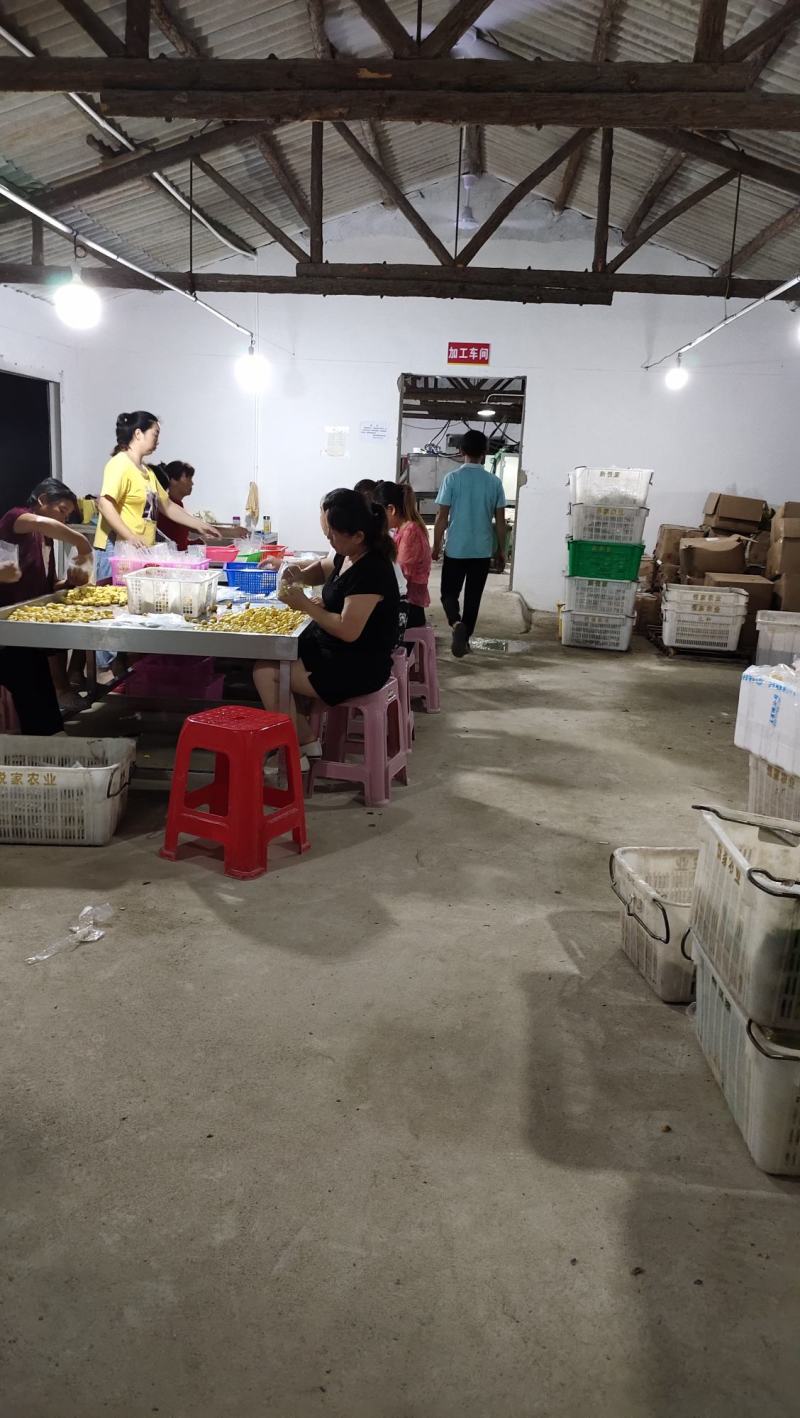 2025年散装油栗仁。原产地发货，价格优惠质量保证