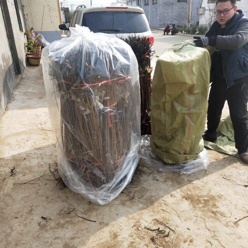 阳丰甜柿子苗次郎柿子苗嫁接柿子苗品种纯正包邮