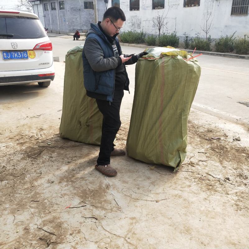 阳丰甜柿子苗次郎柿子苗嫁接柿子苗品种纯正包邮