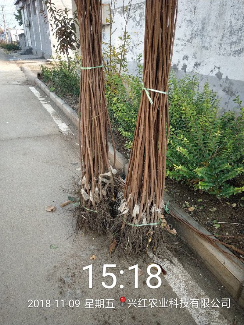 阳丰甜柿子苗次郎柿子苗嫁接柿子苗品种纯正包邮