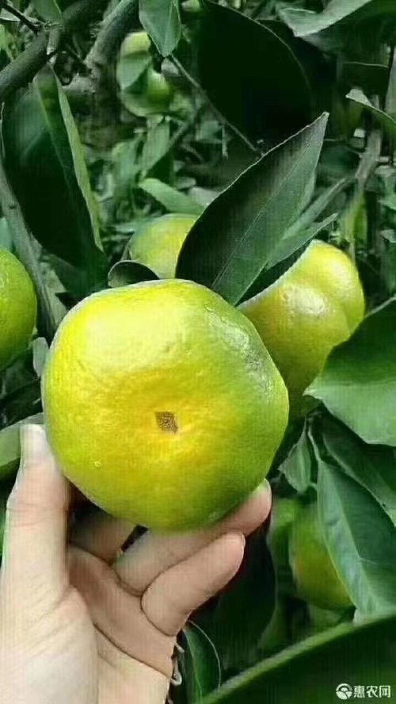 特早蜜橘密桔柑橘个大皮薄汁甜化渣，基地直采一手货源