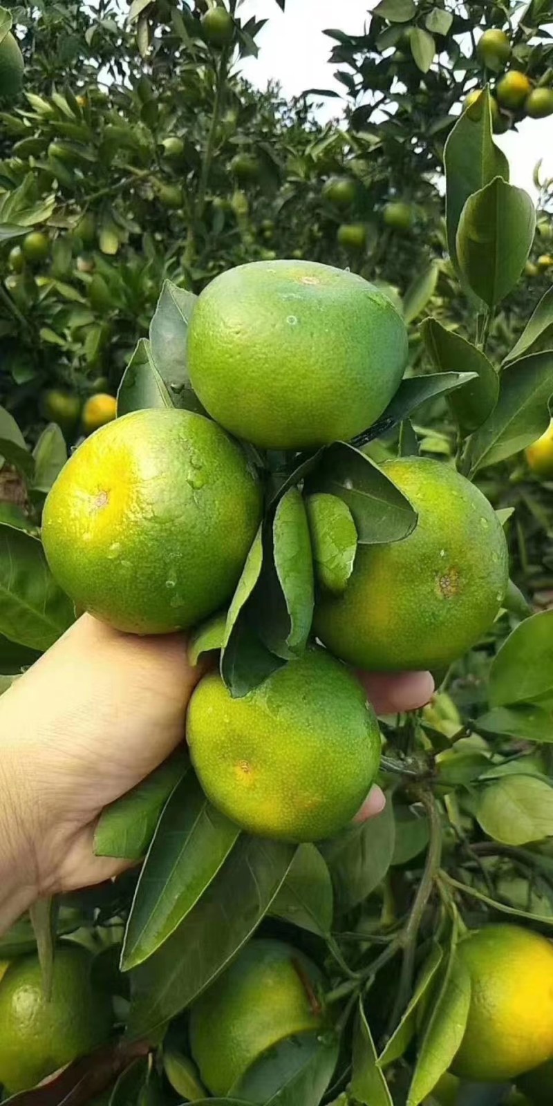 特早蜜橘密桔柑橘个大皮薄汁甜化渣，基地直采一手货源