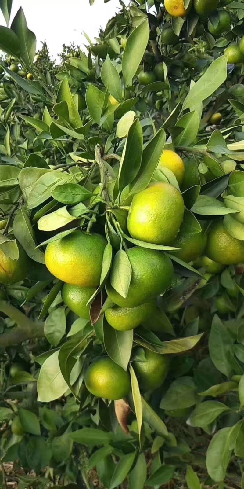 特早蜜橘密桔柑橘个大皮薄汁甜化渣，基地直采一手货源