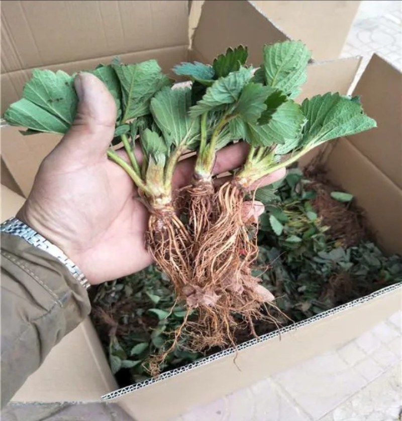 鸿通草莓苗基地:章姬草莓苗视频看苗打冷保湿保鲜发货