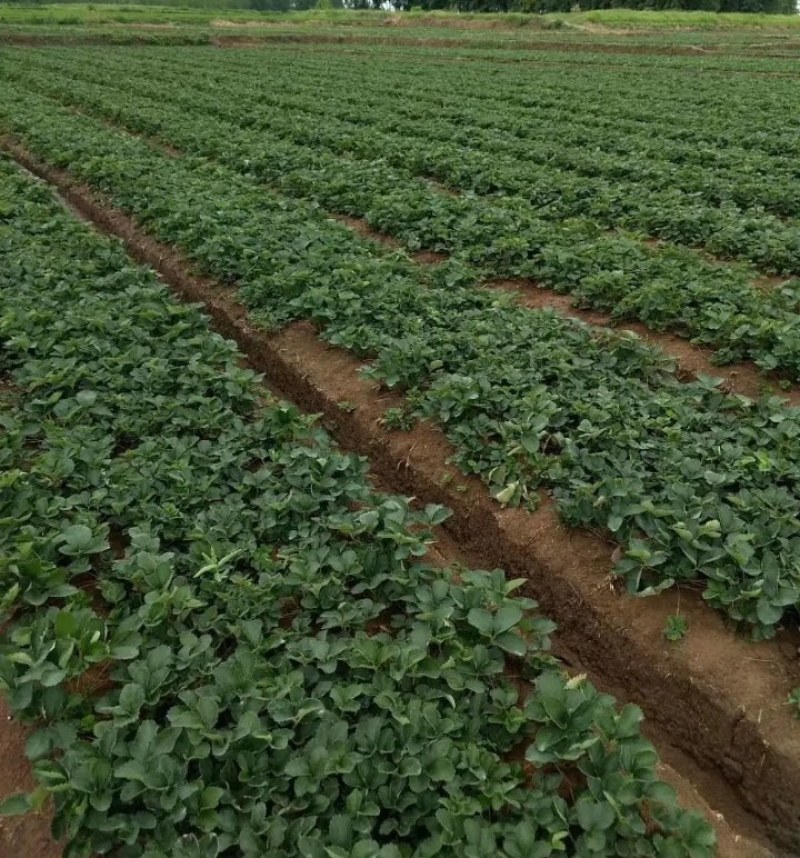 鸿通草莓苗基地:章姬草莓苗视频看苗打冷保湿保鲜发货