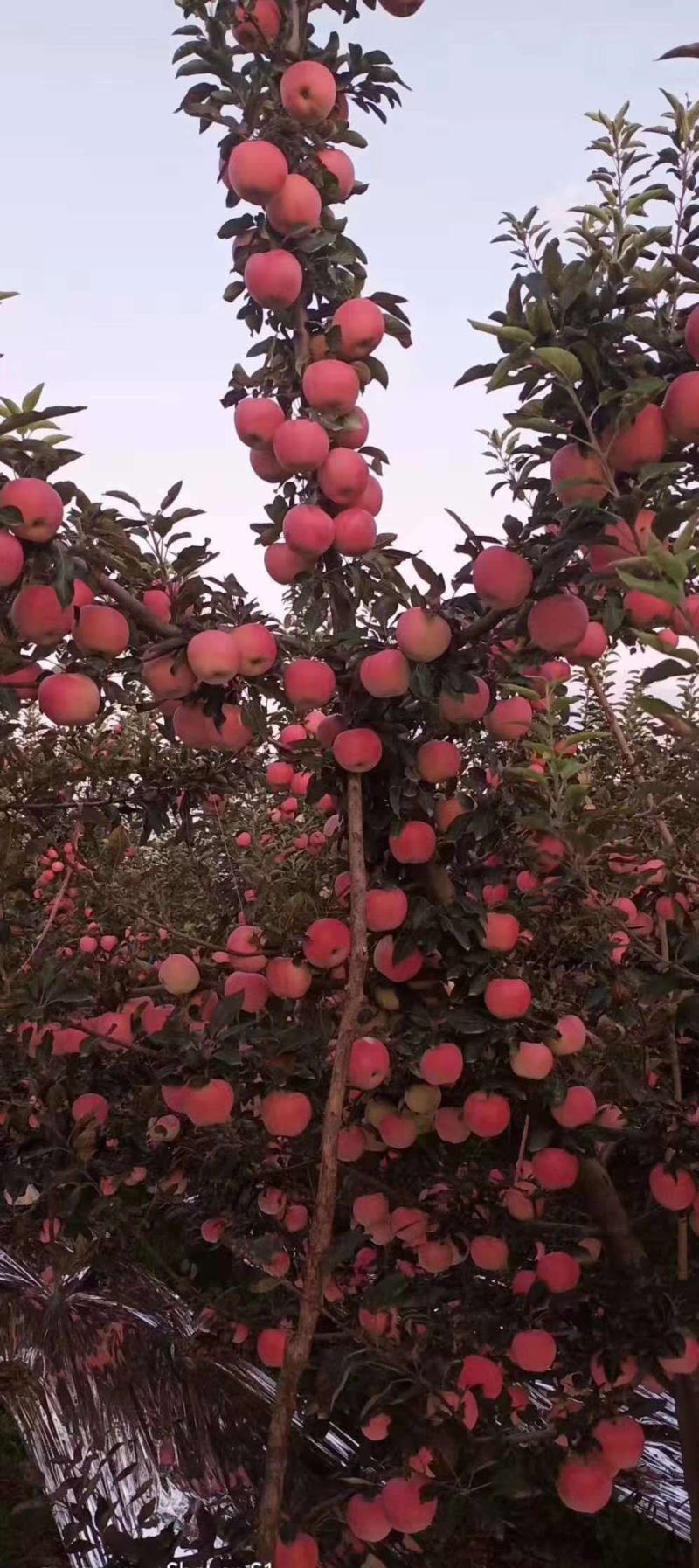 秦阳苹果开始上市了，果靓色好，欢迎采购！