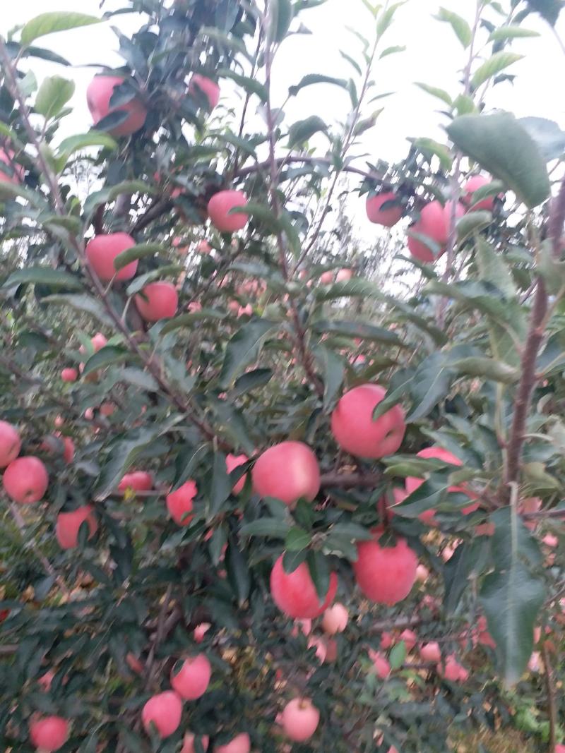 秦阳苹果开始上市了，果靓色好，欢迎采购！