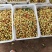 马牙枣上市了，有收的可以来了