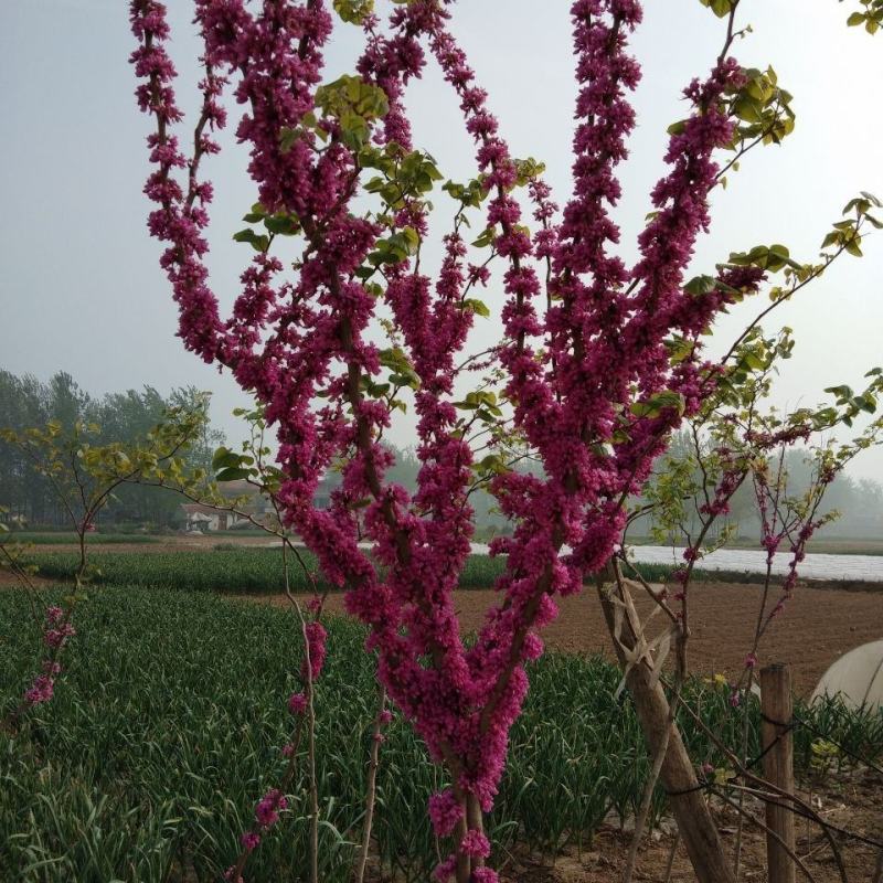 紫荆花树苗四季室外庭院开花紫荆树苗耐寒绿化工程苗南北方种