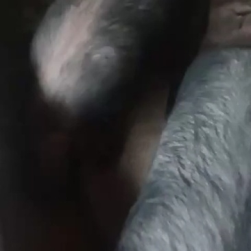 活畜肥猪出售想法的来