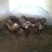 巴马香猪本地陆川猪各种各样品种的等等有的
