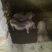 巴马香猪本地陆川猪各种各样品种的等等有的
