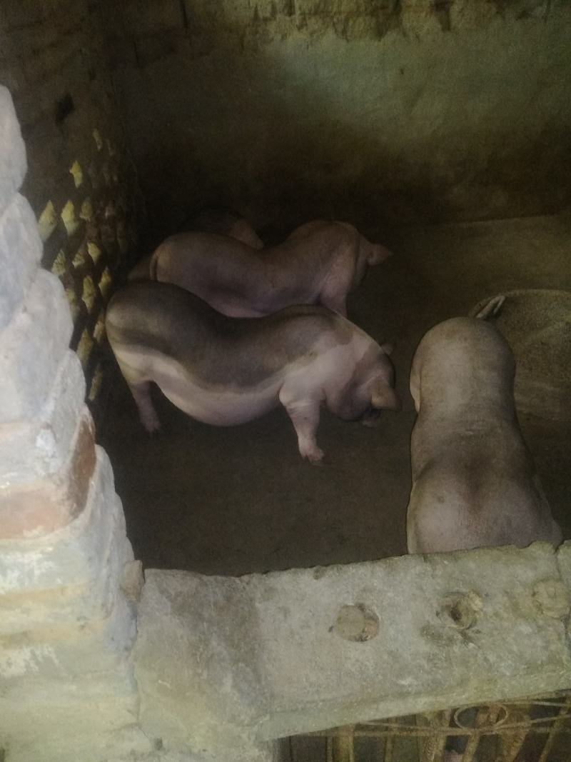 巴马香猪本地陆川猪各种各样品种的等等有的