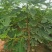 无花果树苗波姬红无花果早黄无花果苗一级苗量大优惠