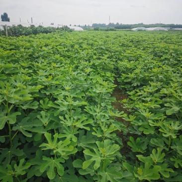 无花果树苗波姬红无花果早黄无花果苗一级苗量大优惠