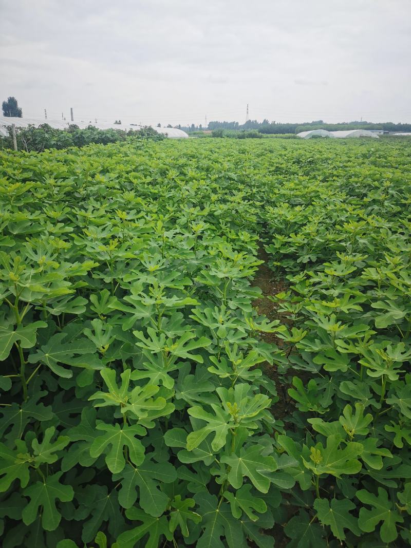 无花果树苗波姬红无花果早黄无花果苗一级苗量大优惠