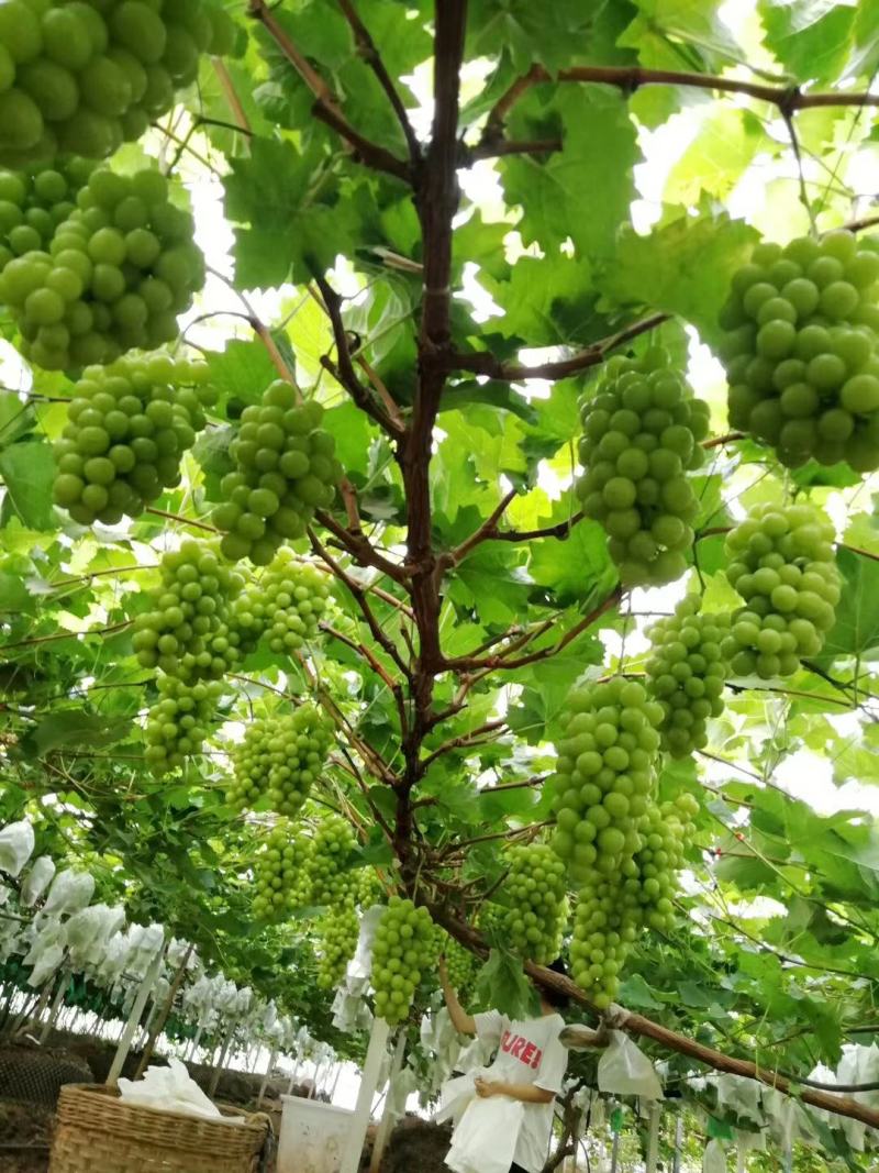 阳光玫瑰葡萄苗当年挂果水果苗木产地供苗顺丰包邮