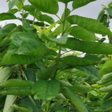 吉塞拉6号砧木矮化樱桃苗鲁樱三号樱桃苗规格齐全