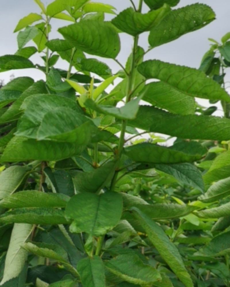 吉塞拉6号砧木矮化樱桃苗鲁樱三号樱桃苗规格齐全