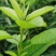 吉塞拉6号砧木矮化樱桃苗鲁樱三号樱桃苗规格齐全