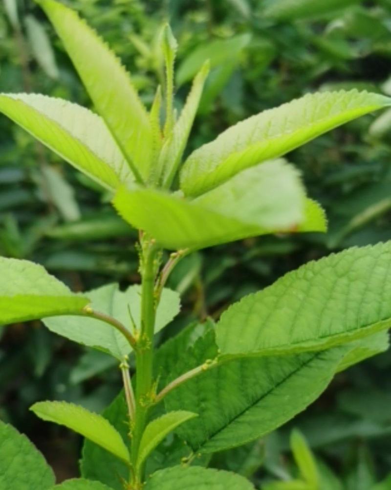 吉塞拉6号砧木矮化樱桃苗鲁樱三号樱桃苗规格齐全