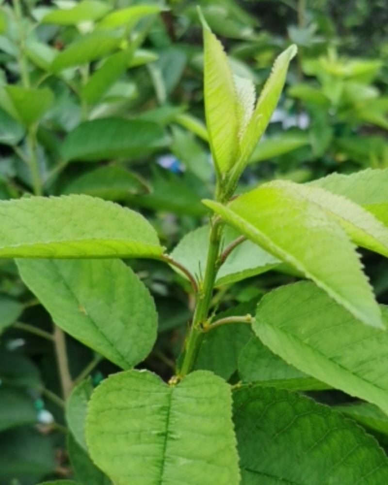 吉塞拉6号砧木矮化樱桃苗鲁樱三号樱桃苗规格齐全