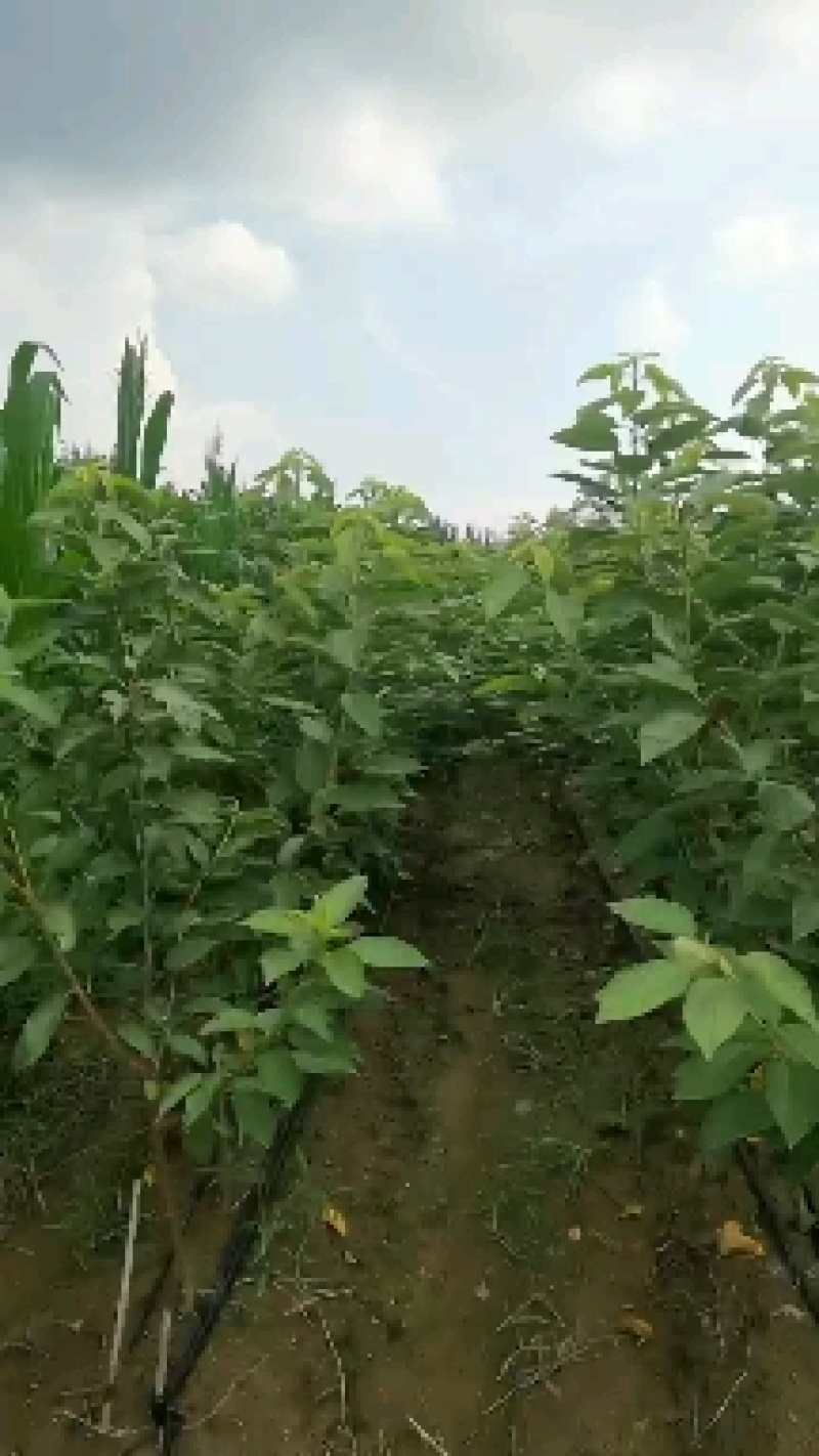 吉塞拉6号砧木矮化樱桃苗鲁樱三号樱桃苗规格齐全