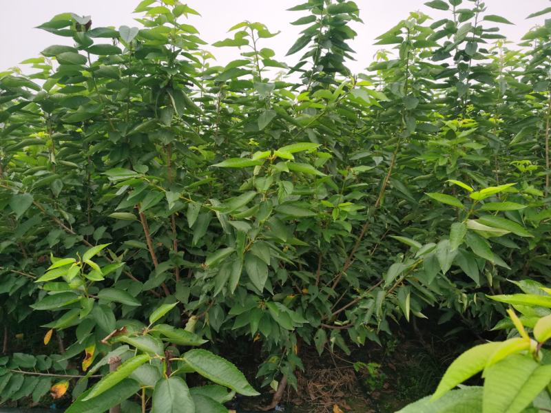 吉塞拉6号砧木矮化樱桃苗鲁樱三号樱桃苗规格齐全
