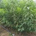 吉塞拉6号砧木矮化樱桃苗鲁樱三号樱桃苗规格齐全