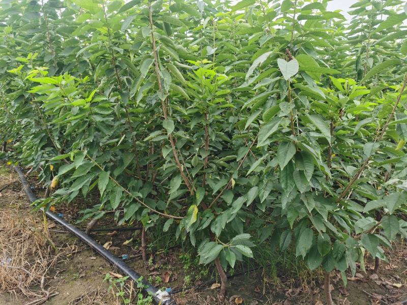 吉塞拉6号砧木矮化樱桃苗鲁樱三号樱桃苗规格齐全