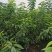 吉塞拉6号砧木矮化樱桃苗鲁樱三号樱桃苗规格齐全