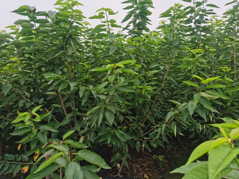 吉塞拉6号砧木矮化樱桃苗鲁樱三号樱桃苗规格齐全