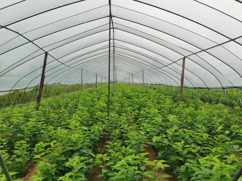 吉塞拉6号砧木矮化樱桃苗鲁樱三号樱桃苗规格齐全
