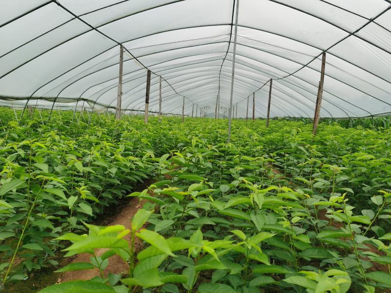 吉塞拉6号砧木矮化樱桃苗鲁樱三号樱桃苗规格齐全
